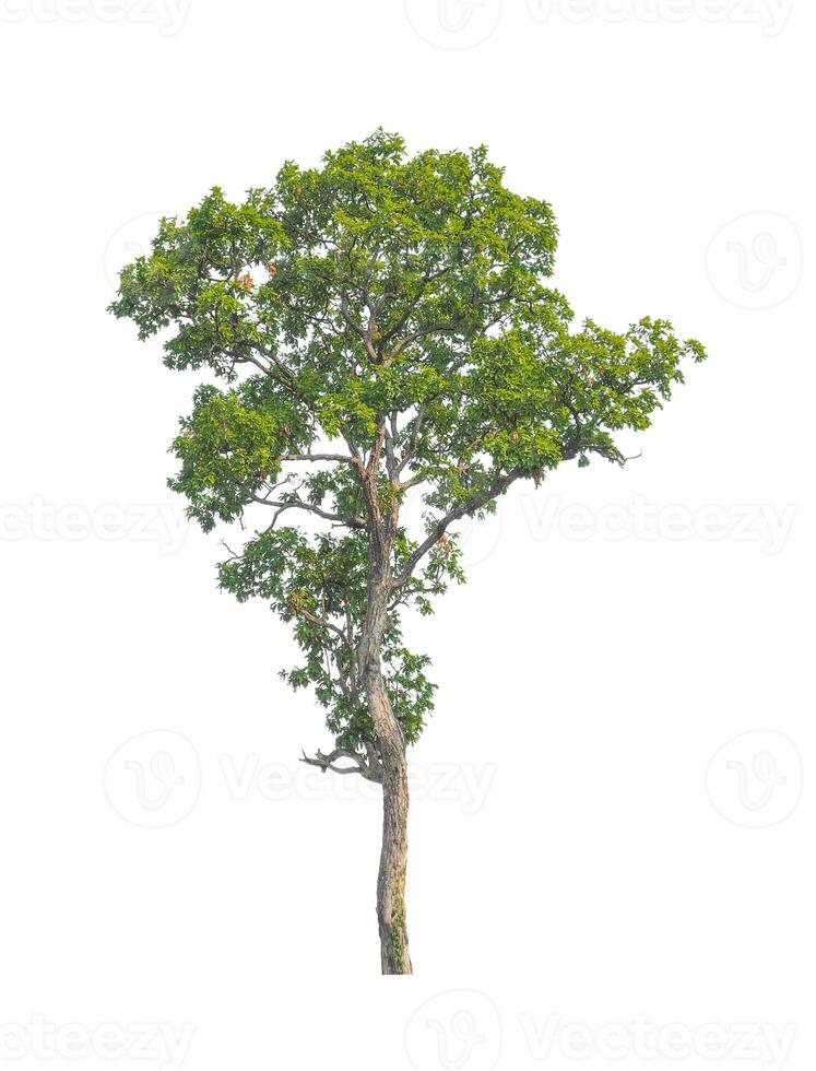 Trees that are isolated on a white background are suitable for both printing and web pages photo