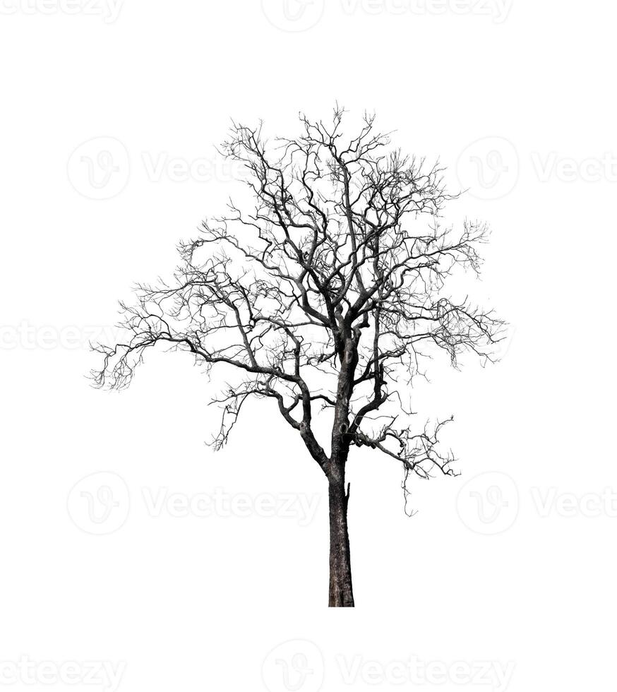 tree on a white background photo