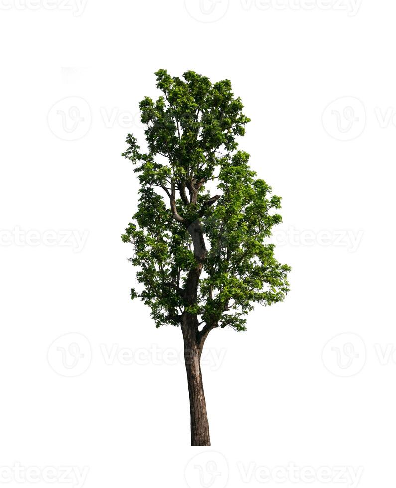 árbol sobre un fondo blanco foto