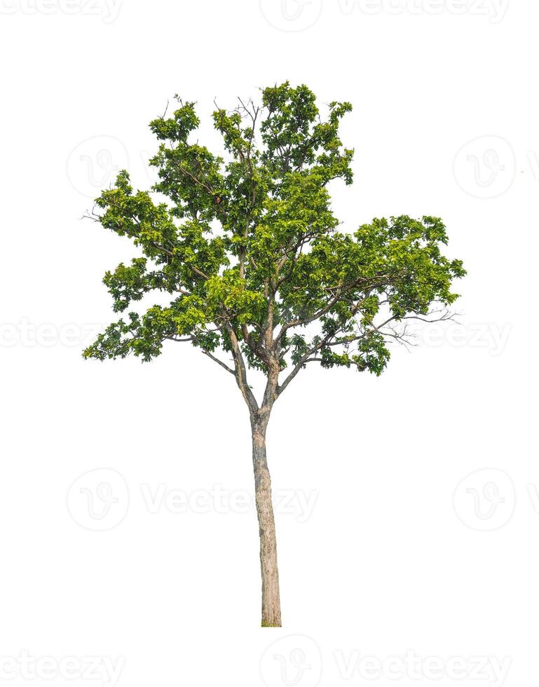 Trees that are isolated on a white background are suitable for both printing and web pages photo