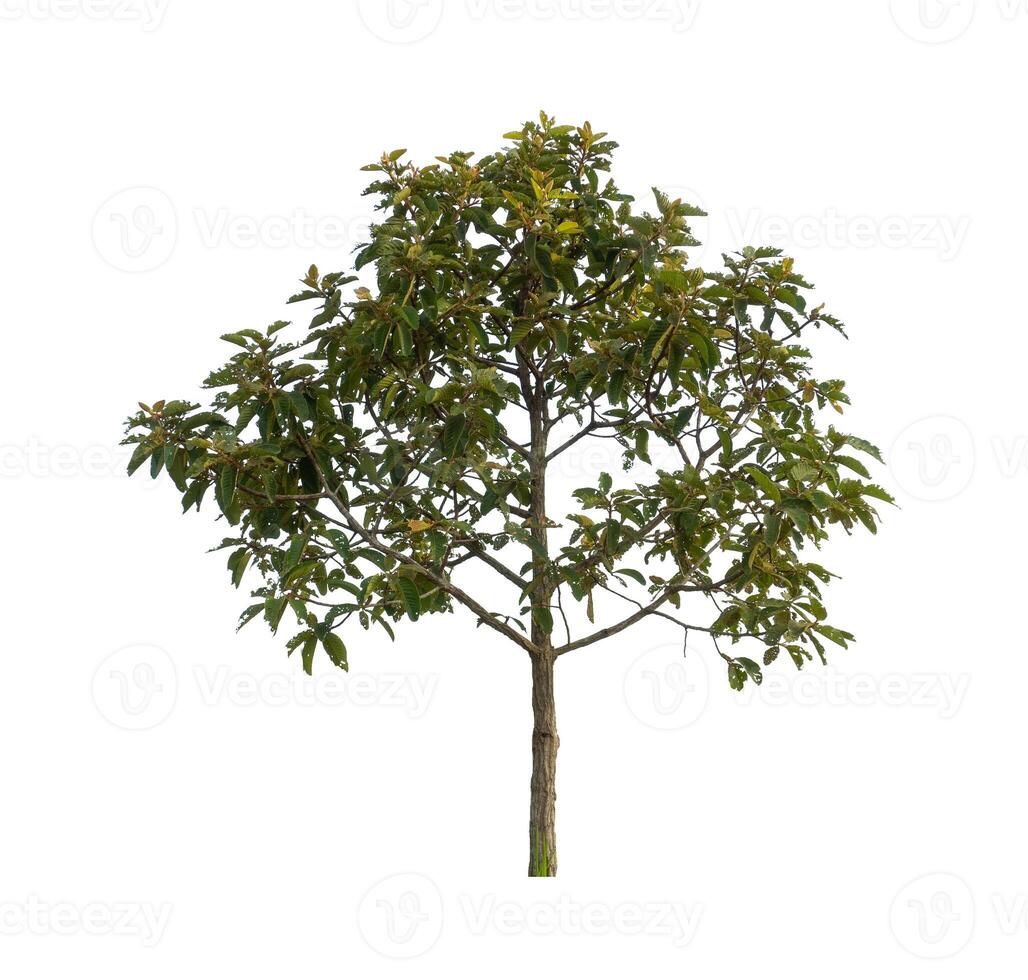 Trees that are isolated on a white background are suitable for both printing and web pages photo