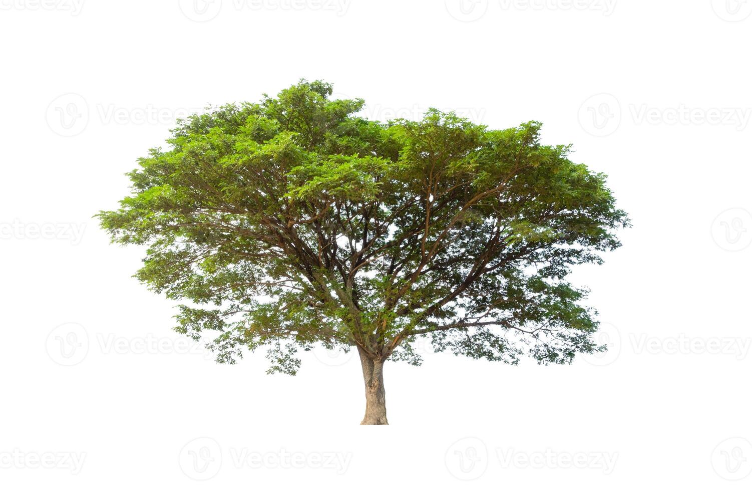 Trees that are isolated on a white background are suitable for both printing and web pages photo