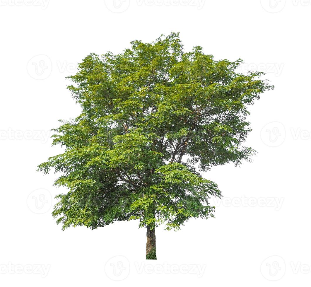 Trees that are isolated on a white background are suitable for both printing and web pages photo