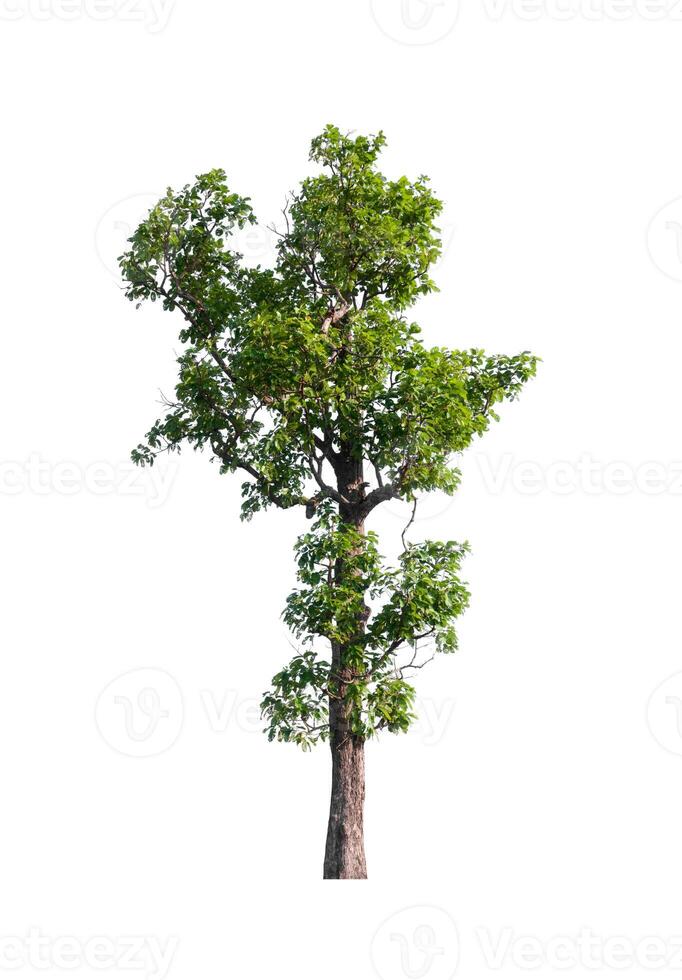 tree on a white background photo