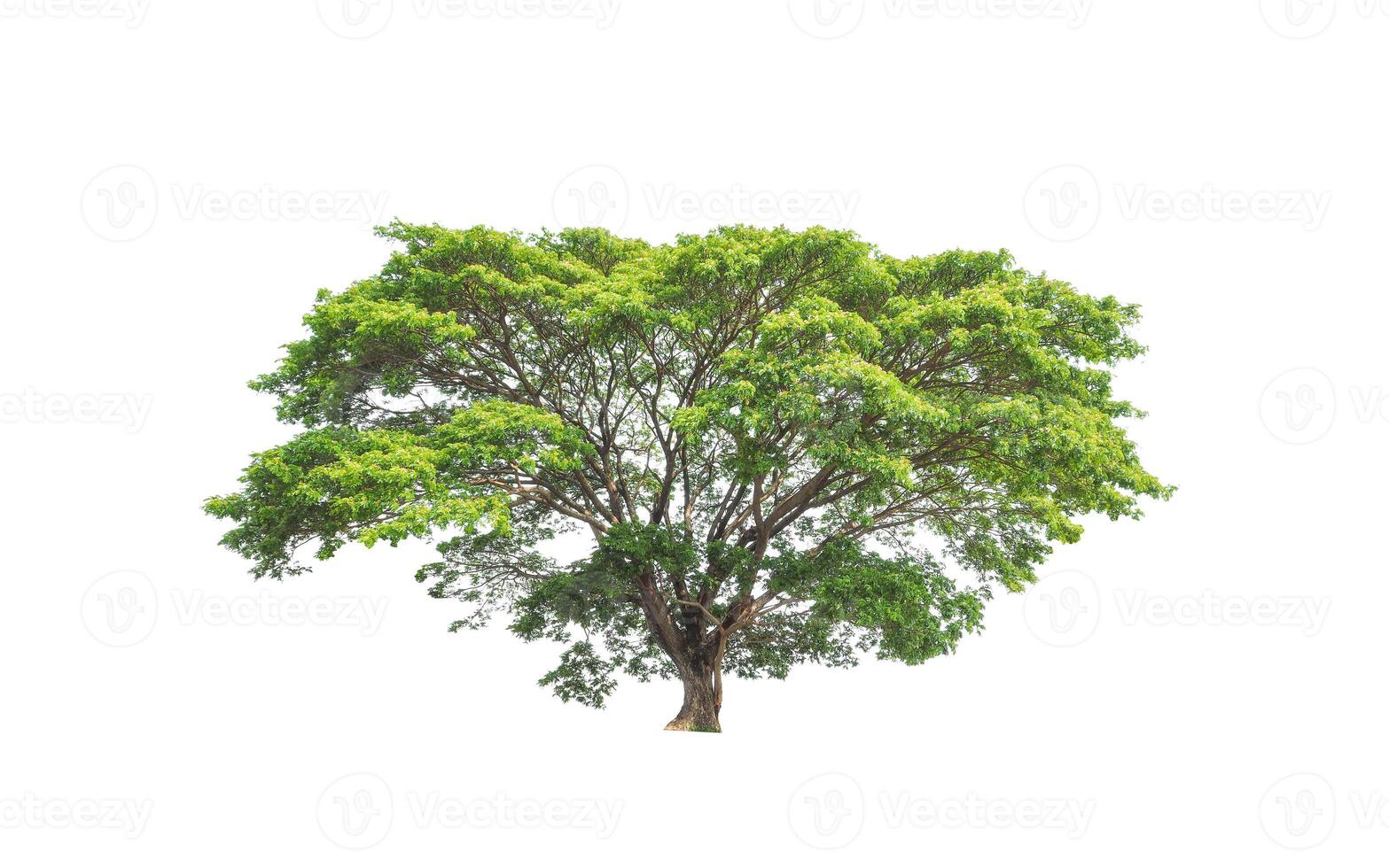 Trees that are isolated on a white background are suitable for both printing and web pages photo