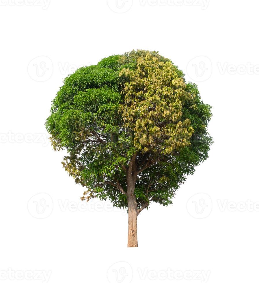 tree on a white background photo