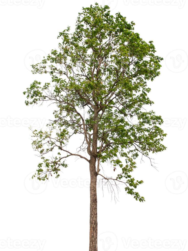 tree on a white background photo