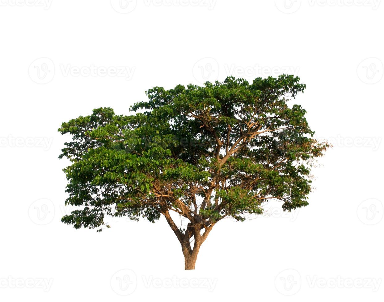 tree on a white background photo