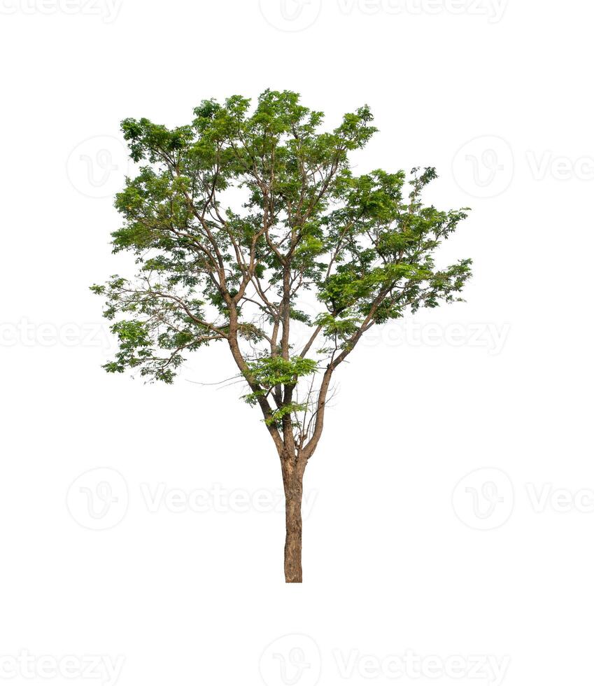 tree on a white background photo