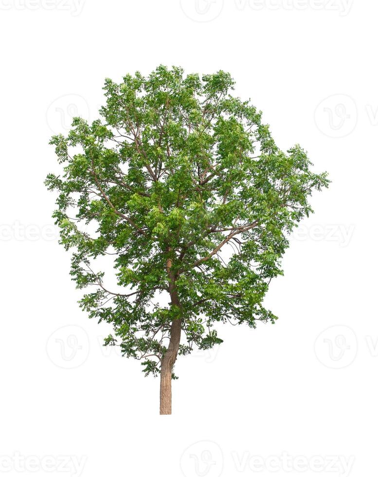 tree on a white background photo