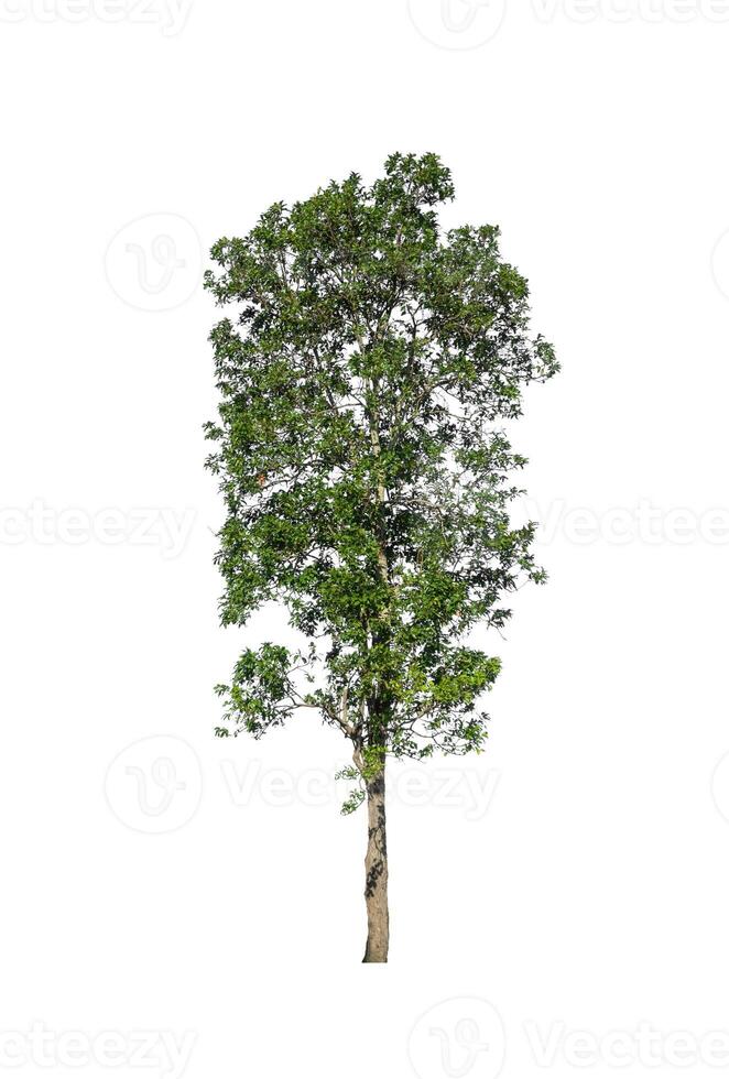 Trees that are isolated on a white background are suitable for both printing and web pages photo