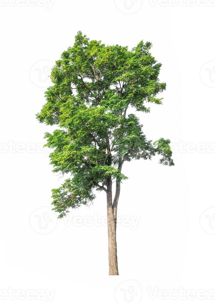 Trees that are isolated on a white background are suitable for both printing and web pages photo