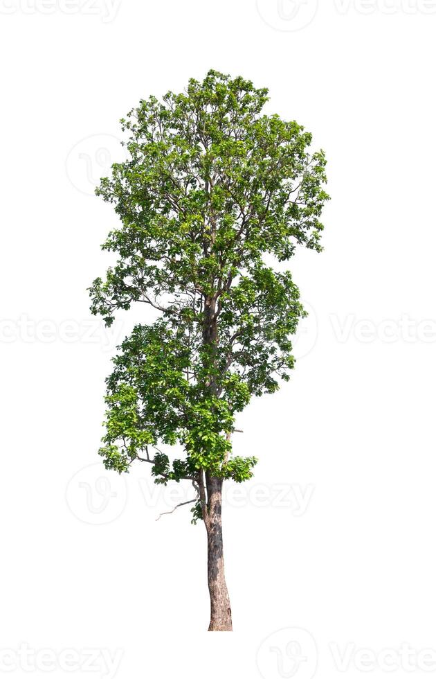 tree on a white background photo