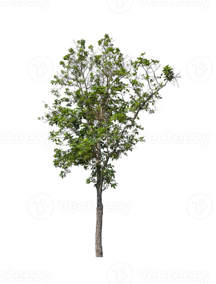 Trees that are isolated on a white background are suitable for both printing and web pages photo