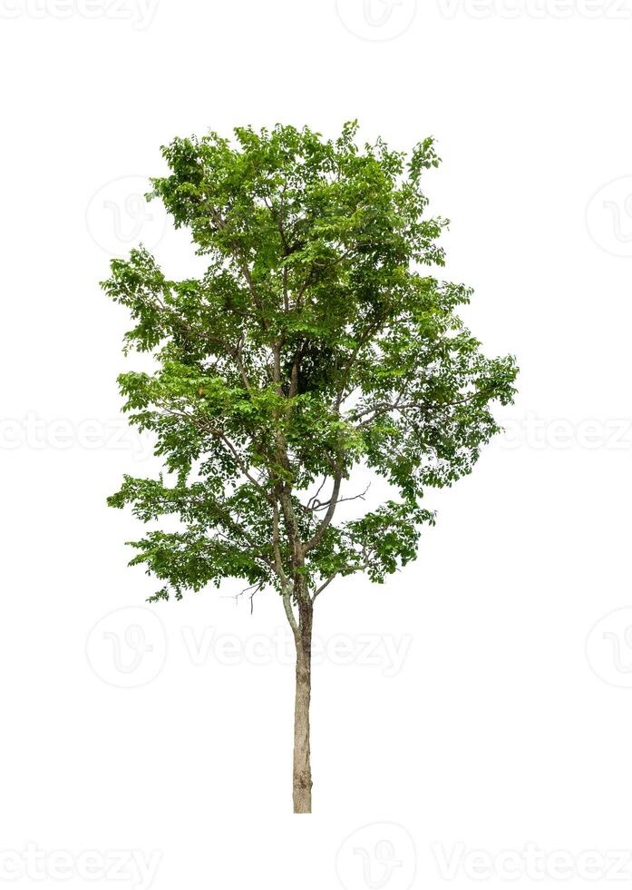 Trees that are isolated on a white background are suitable for both printing and web pages photo