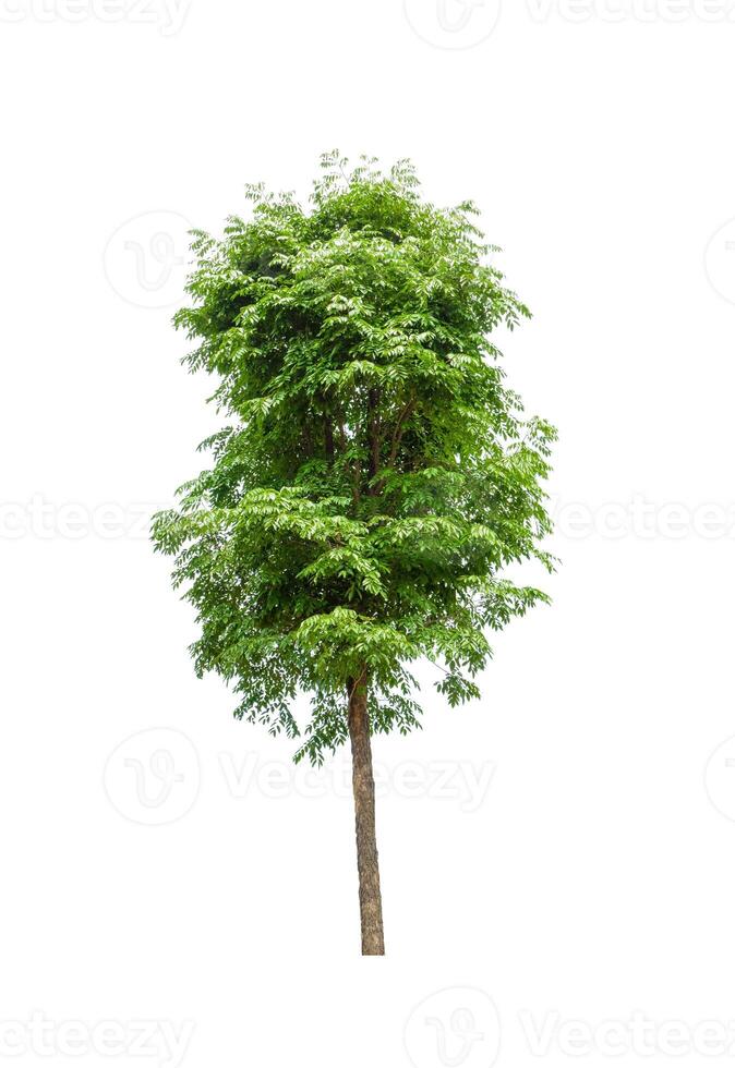 Trees that are isolated on a white background are suitable for both printing and web pages photo