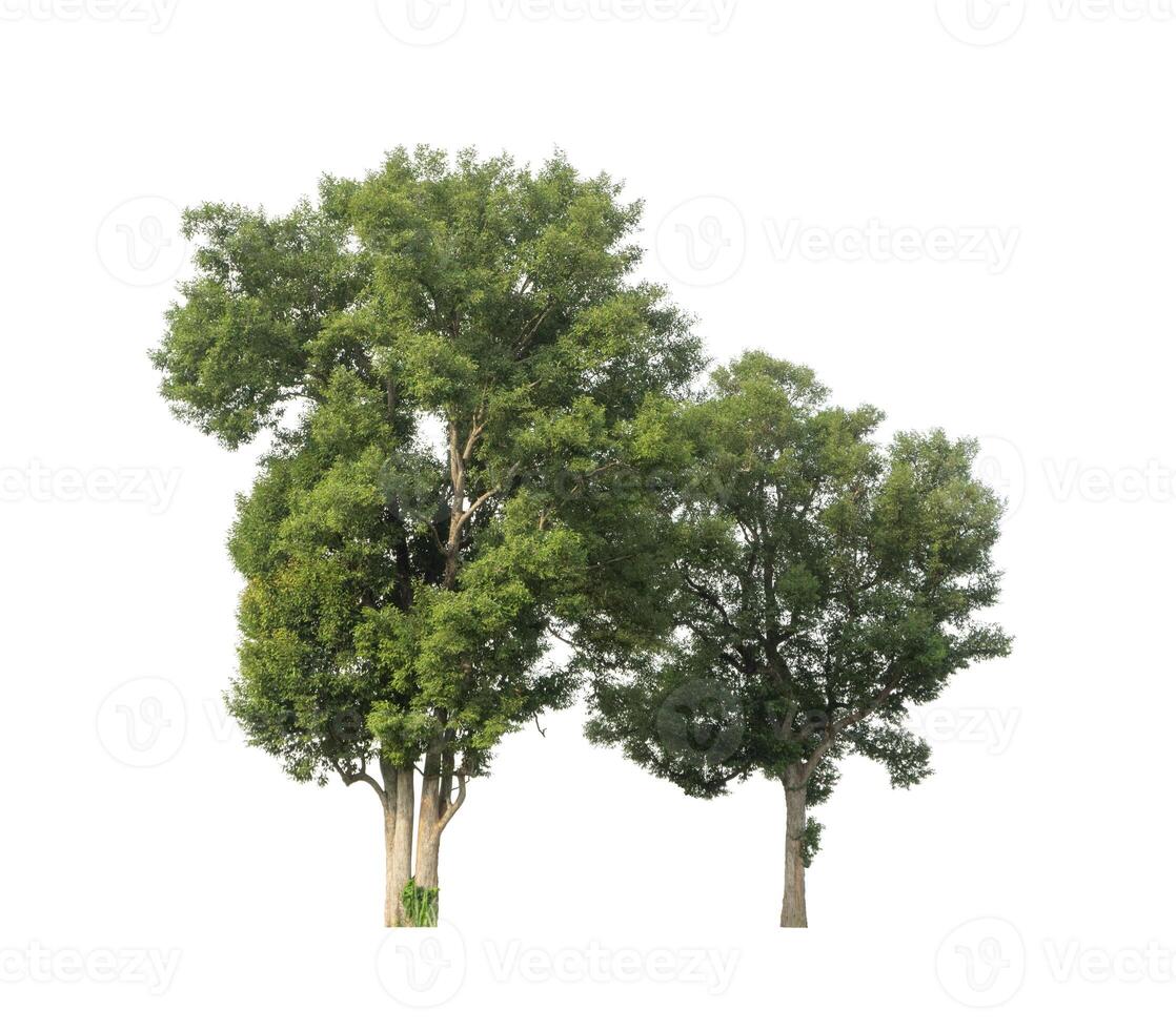 Trees that are isolated on a white background are suitable for both printing and web pages photo