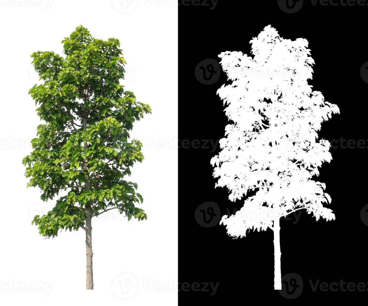 Tree that are isolated on white background are suitable for both printing and web pages photo