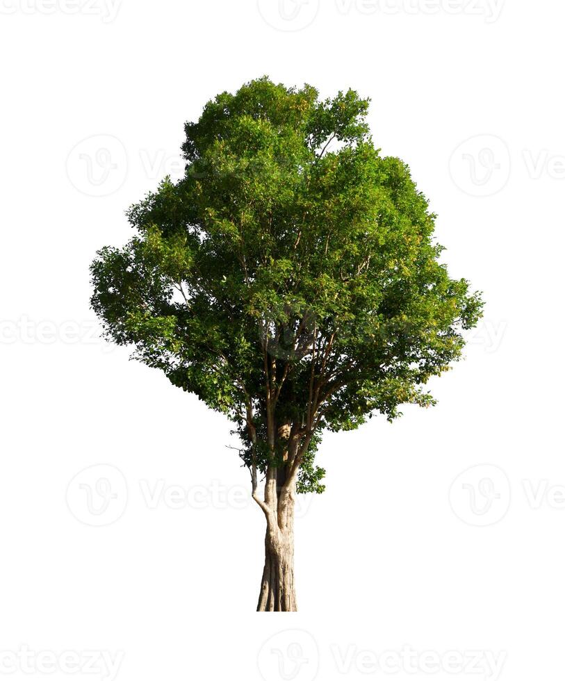 Trees that are isolated on a white background are suitable for both printing and web pages photo
