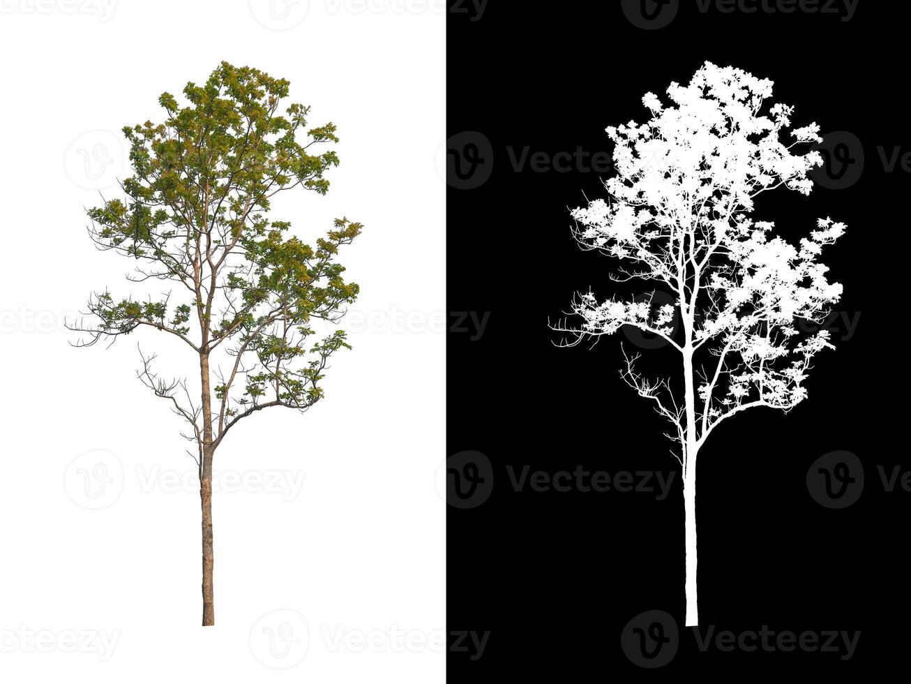 Trees that are isolated on white background are suitable for both printing and web pages photo