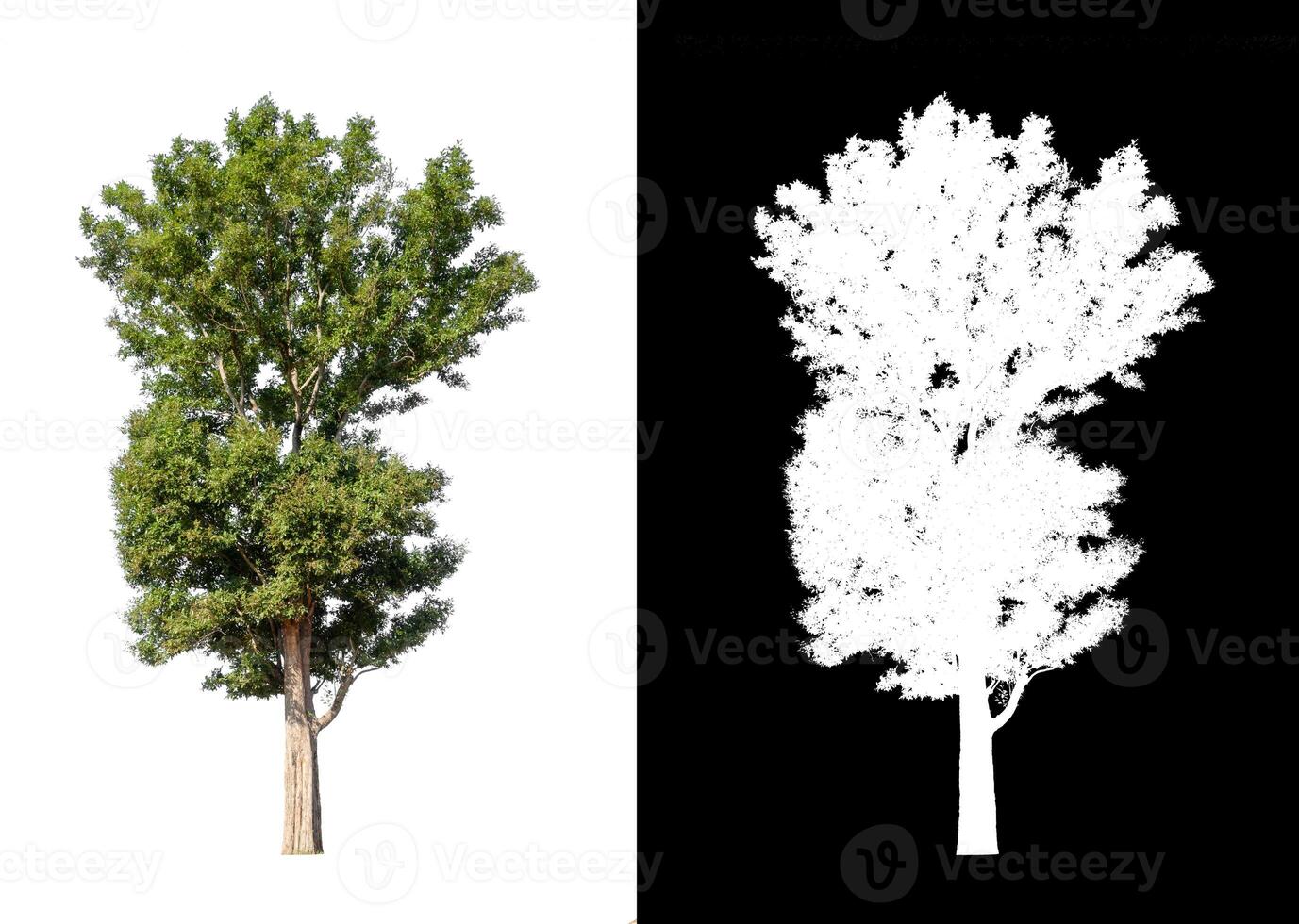 Tree that are isolated on a white background are suitable for both printing and web pages photo