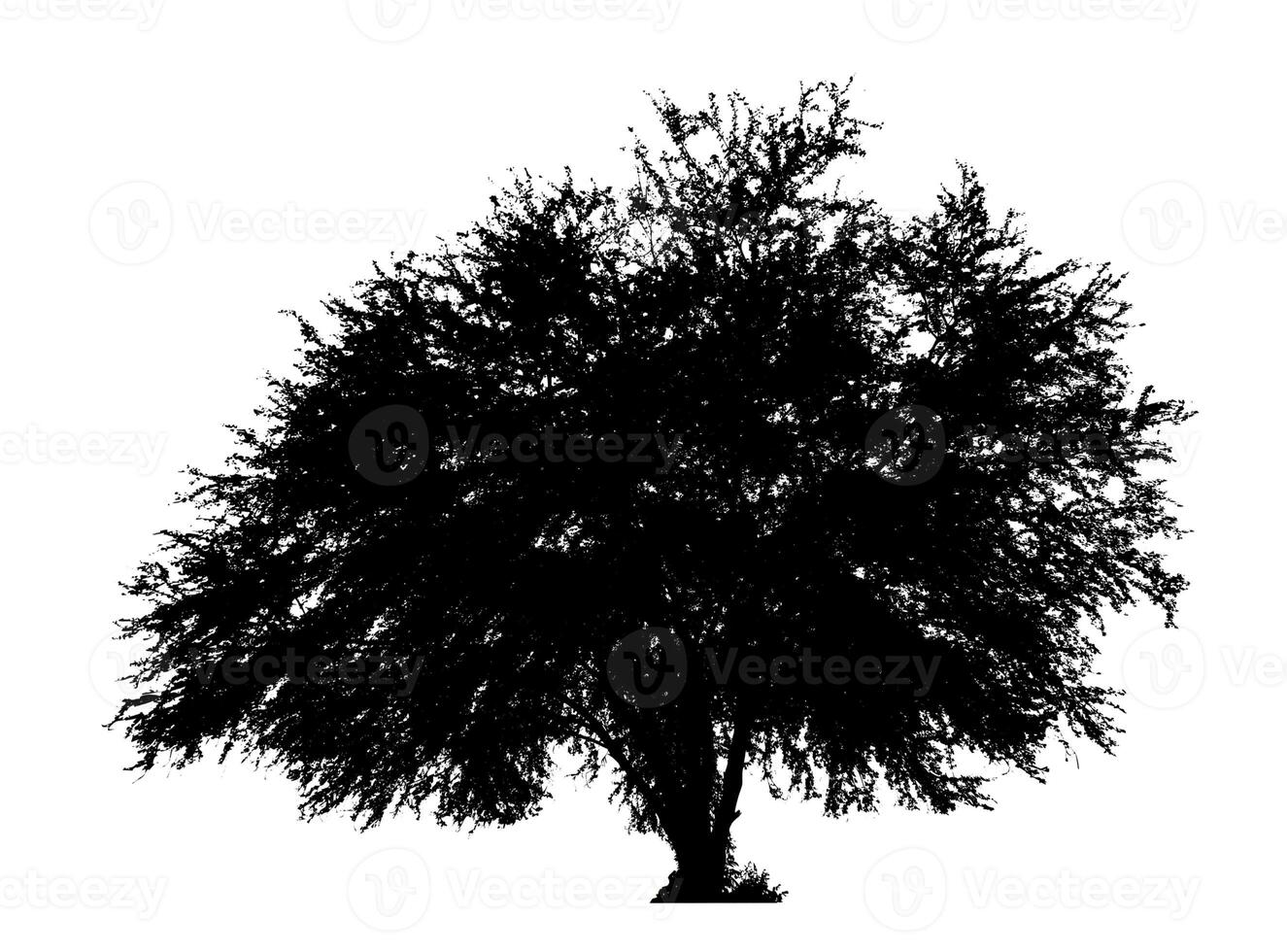 Tree silhouette for brush on white background photo