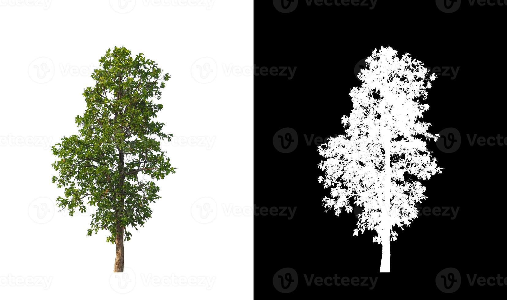 Trees that are isolated on white background are suitable for both printing and web pages photo