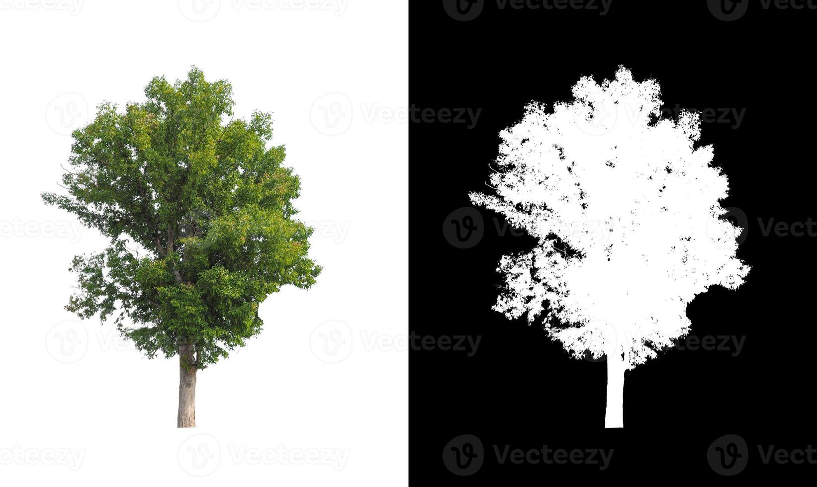 Trees that are isolated on white background are suitable for both printing and web pages photo