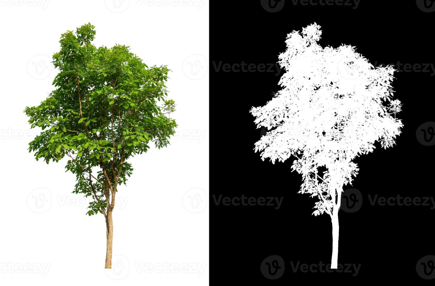 Tree that are isolated on a white background are suitable for both printing and web pages photo