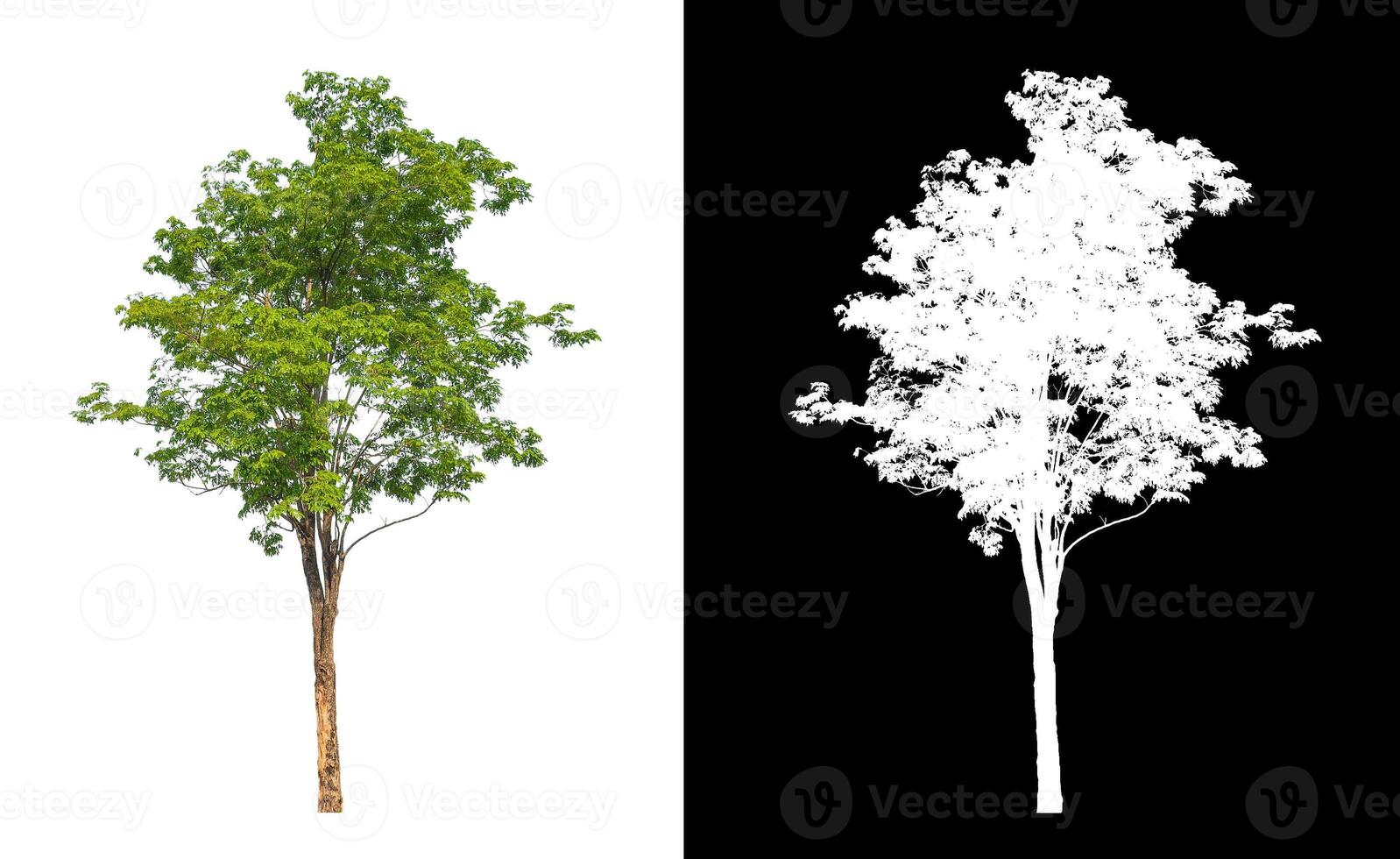 Trees that are isolated on a white background are suitable for both printing and web pages photo