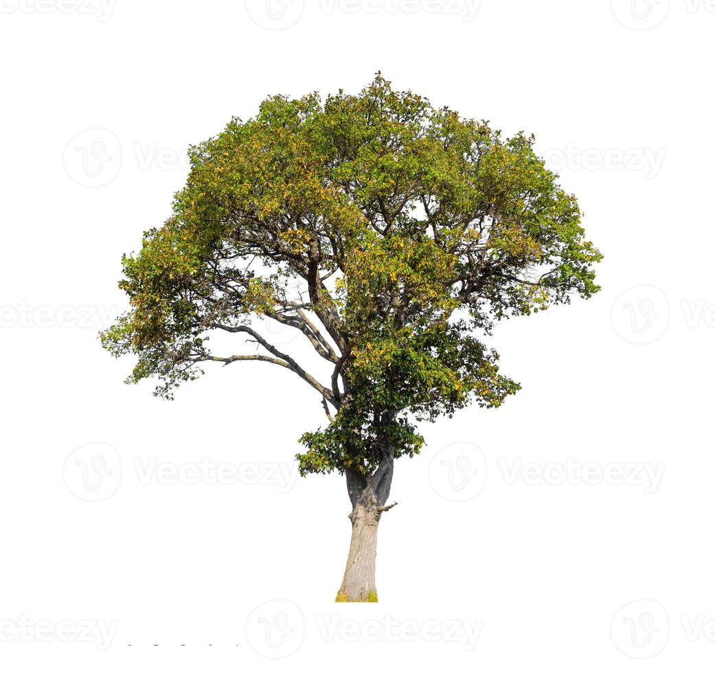 Trees that are isolated on a white background are suitable for both printing and web pages photo