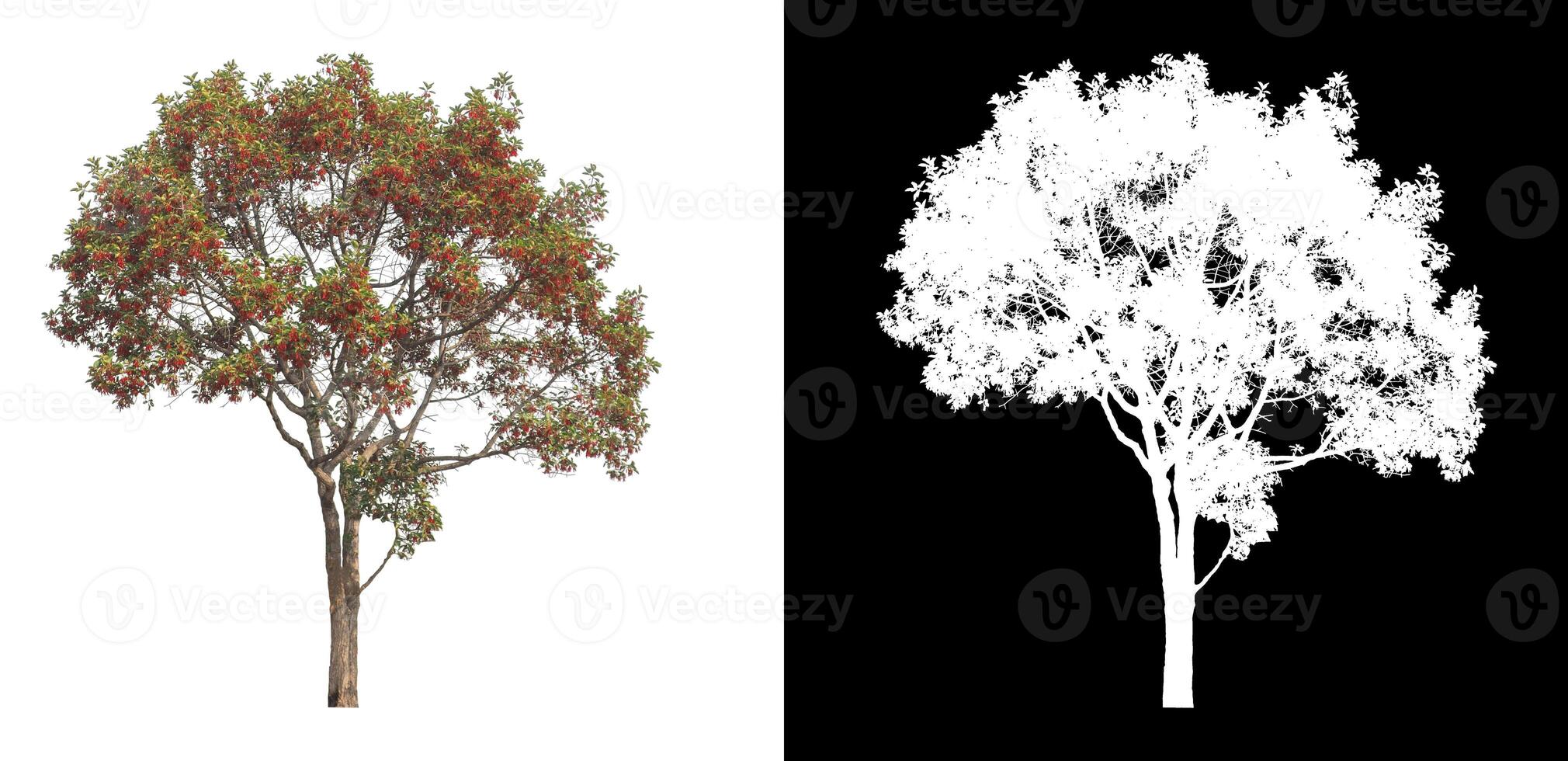 Trees that are isolated on white background are suitable for both printing and web pages photo