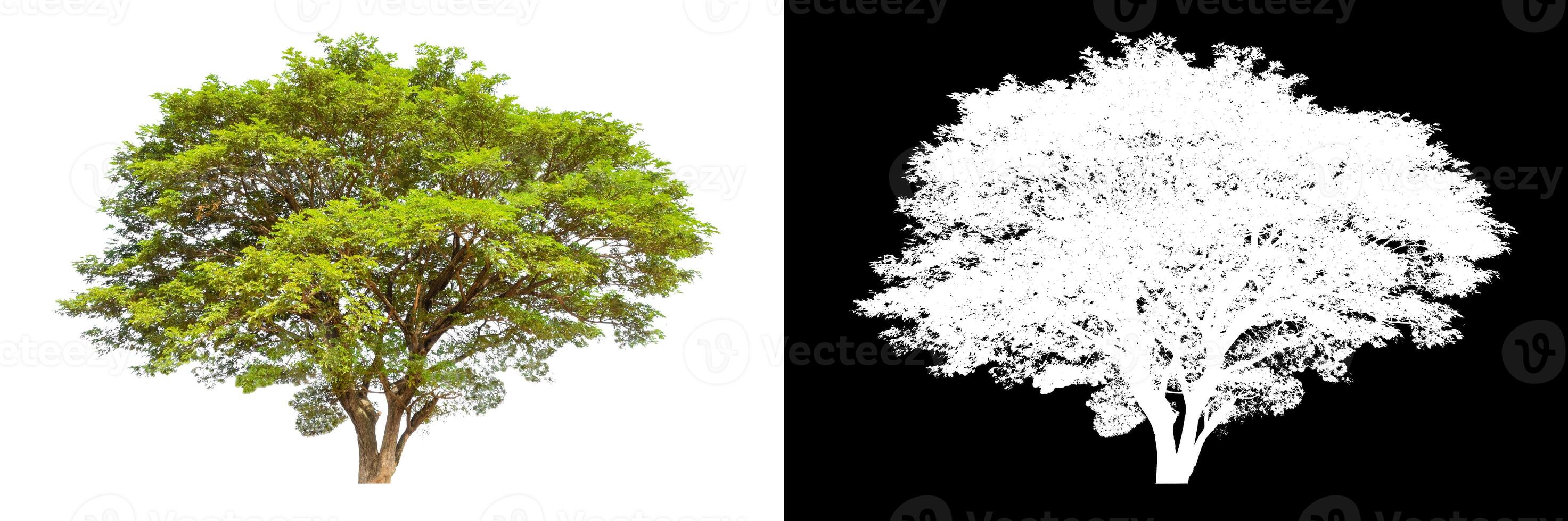 Trees that are isolated on white background are suitable for both printing and web pages photo