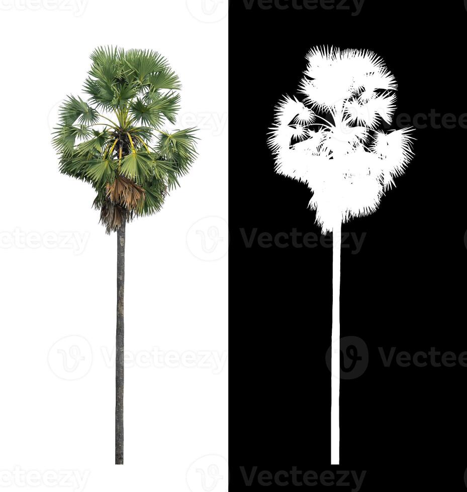 sugar palm isolated on the white background with clipping path, single tree with clipping path and alpha channel on black background photo