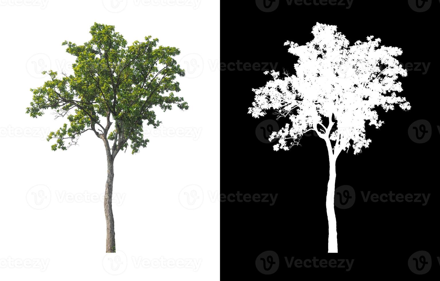 Trees that are isolated on white background are suitable for both printing and web pages photo