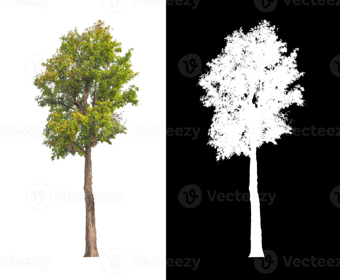 Trees that are isolated on white background are suitable for both printing and web pages photo