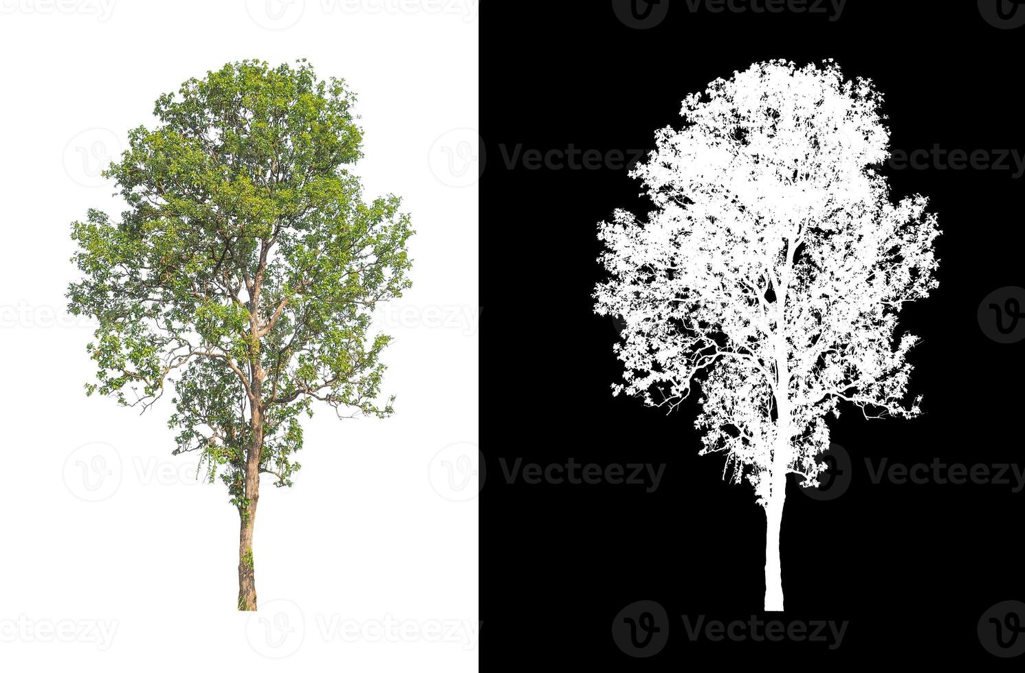 Trees that are isolated on white background are suitable for both printing and web pages photo