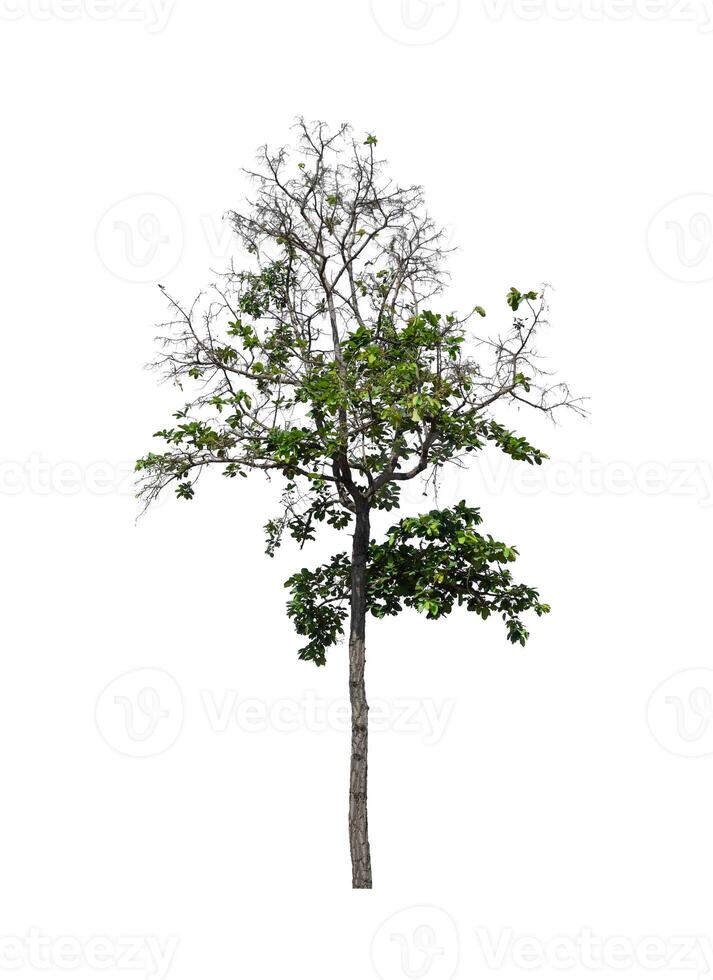 Trees that are isolated on a white background are suitable for both printing and web pages photo