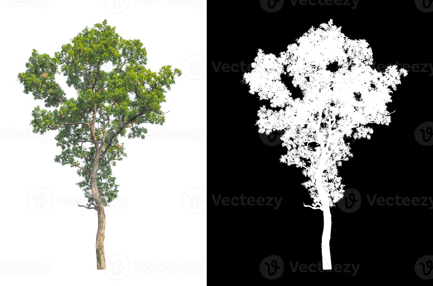 Tree that are isolated on a white background are suitable for both printing and web pages photo
