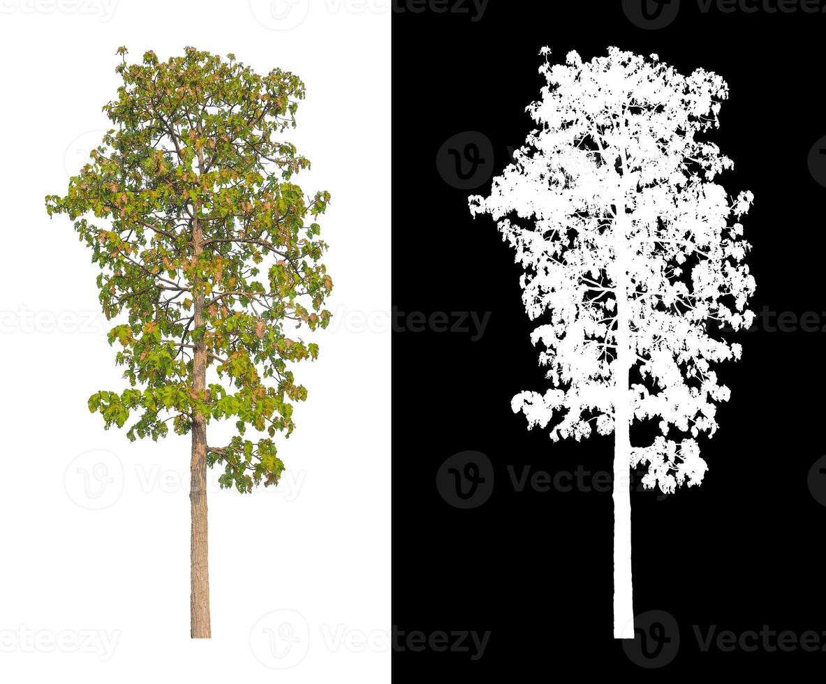 Tree that are isolated on a white background are suitable for both printing and web pages photo