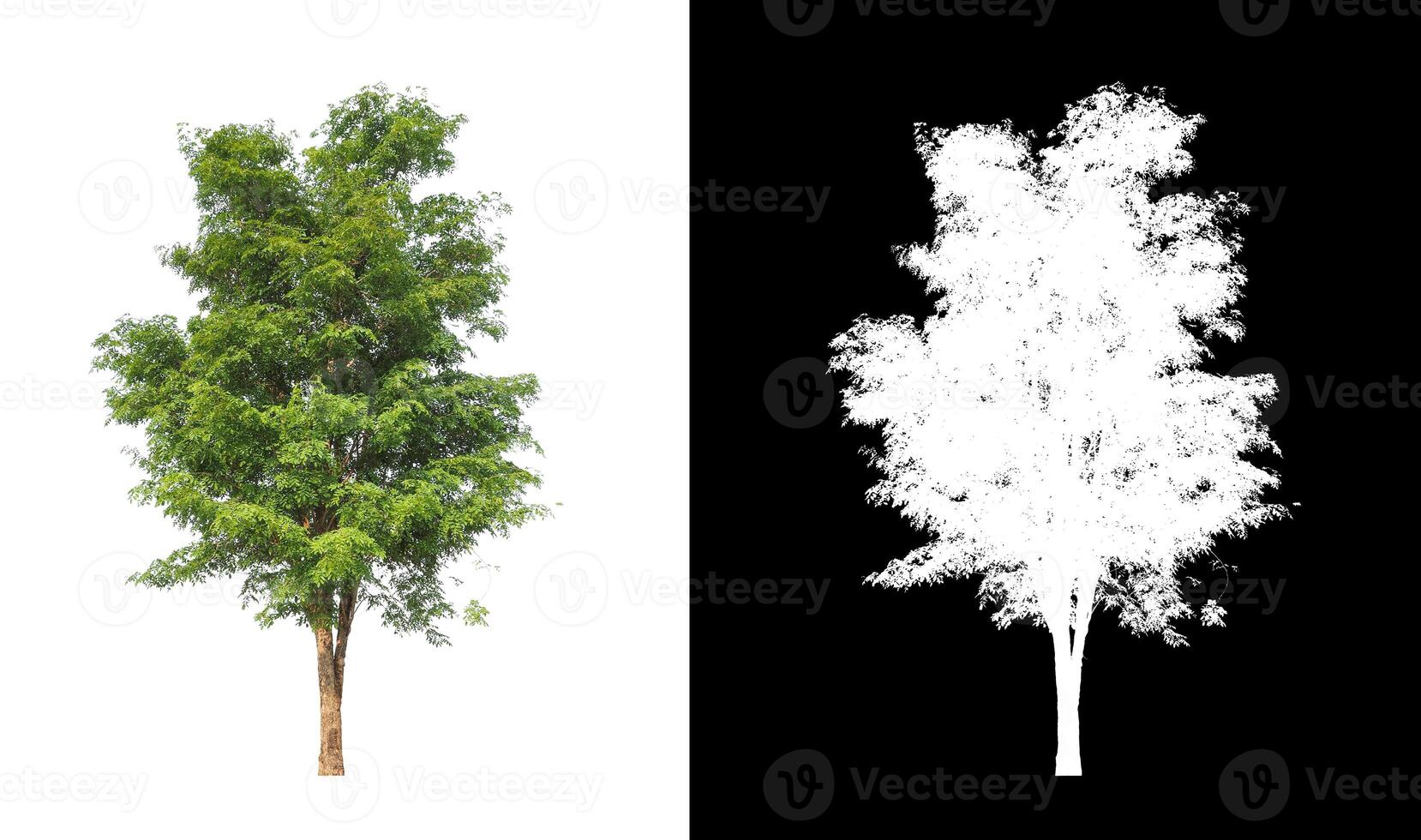 Trees that are isolated on white background are suitable for both printing and web pages photo