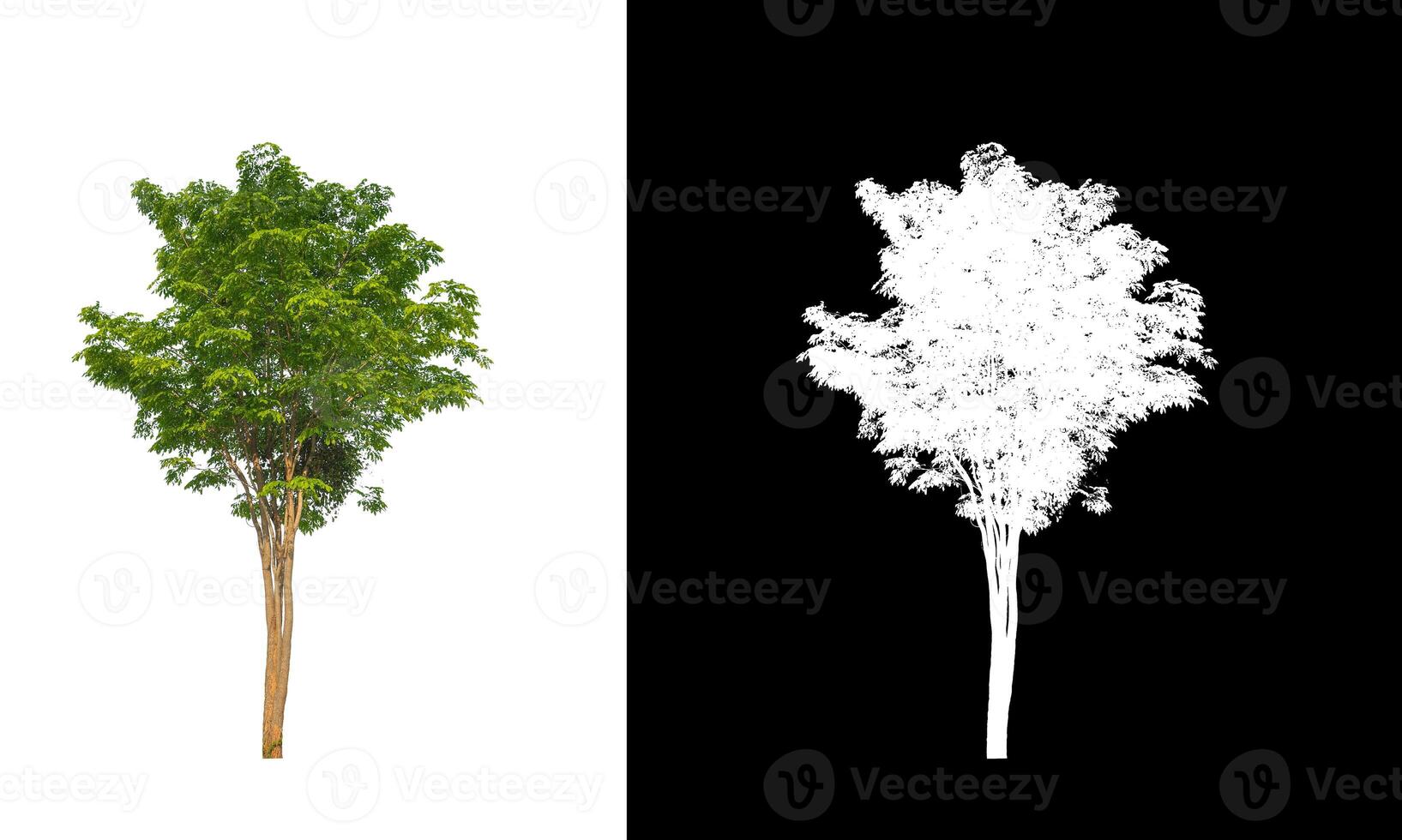 Tree that are isolated on a white background are suitable for both printing and web pages photo