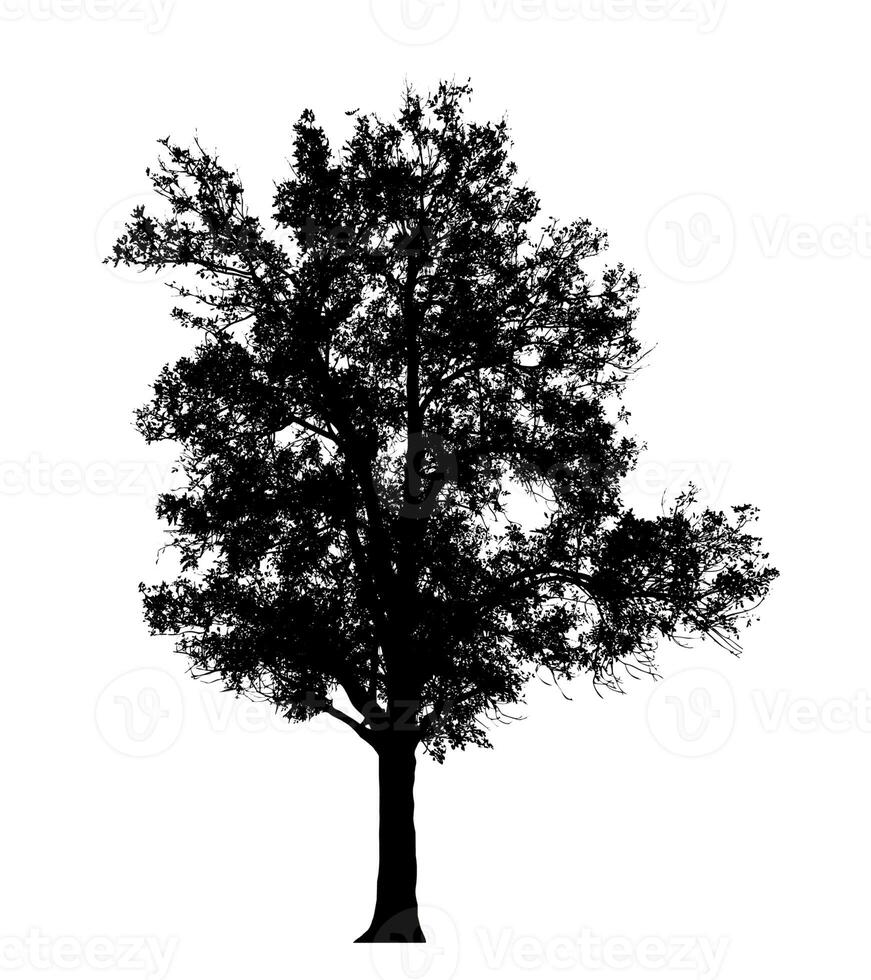 Tree silhouette for brush on white background photo