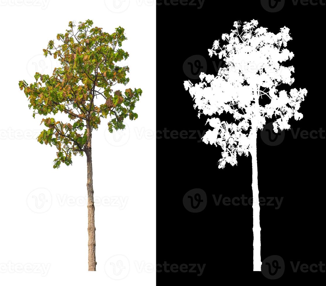 Trees that are isolated on white background are suitable for both printing and web pages photo