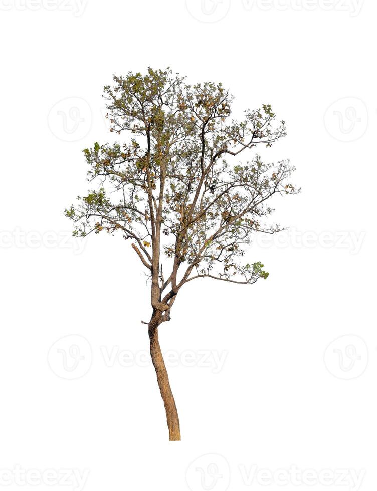 Trees that are isolated on a white background are suitable for both printing and web pages photo