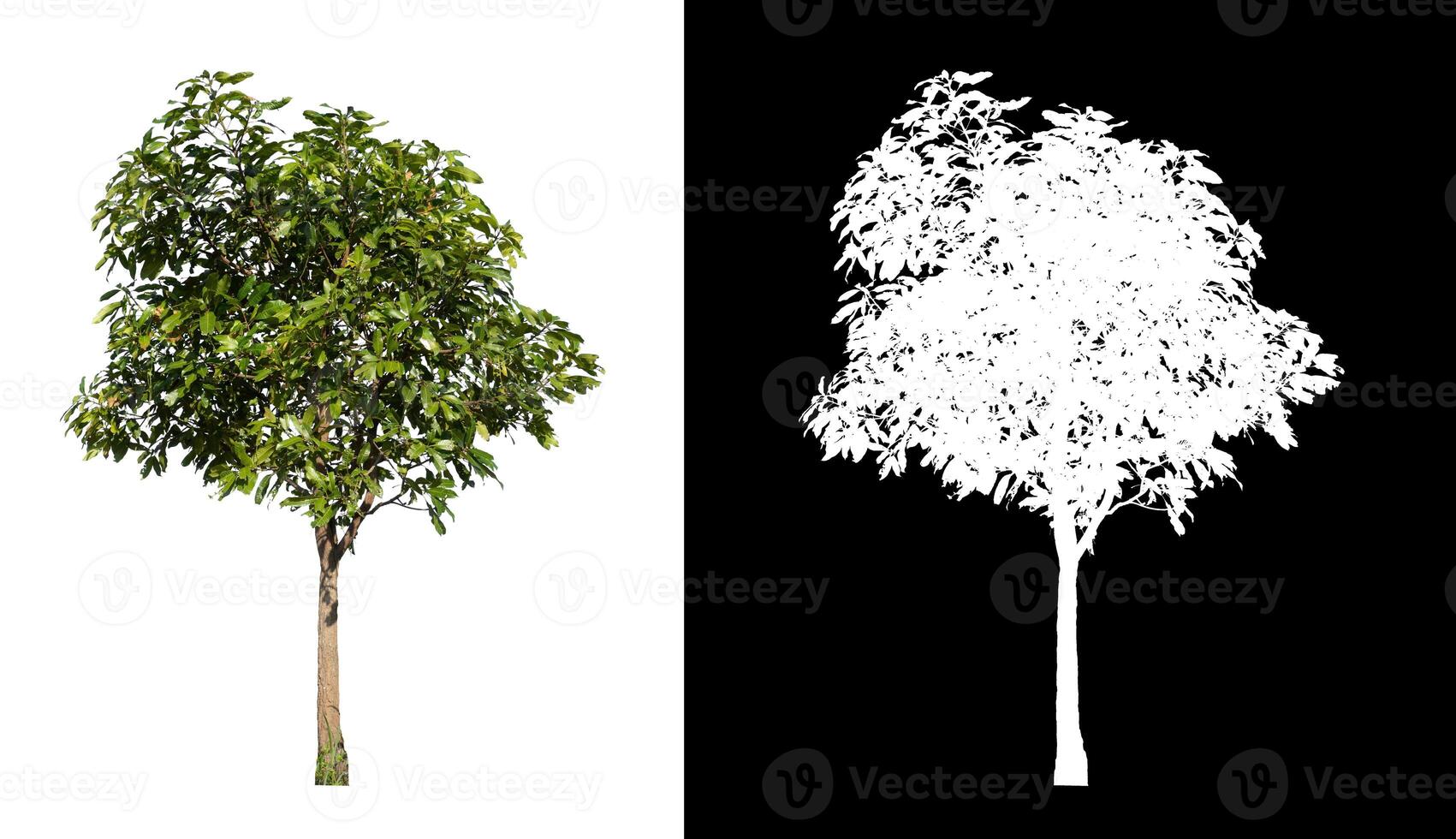 Trees that are isolated on a white background are suitable for both printing and web pages photo