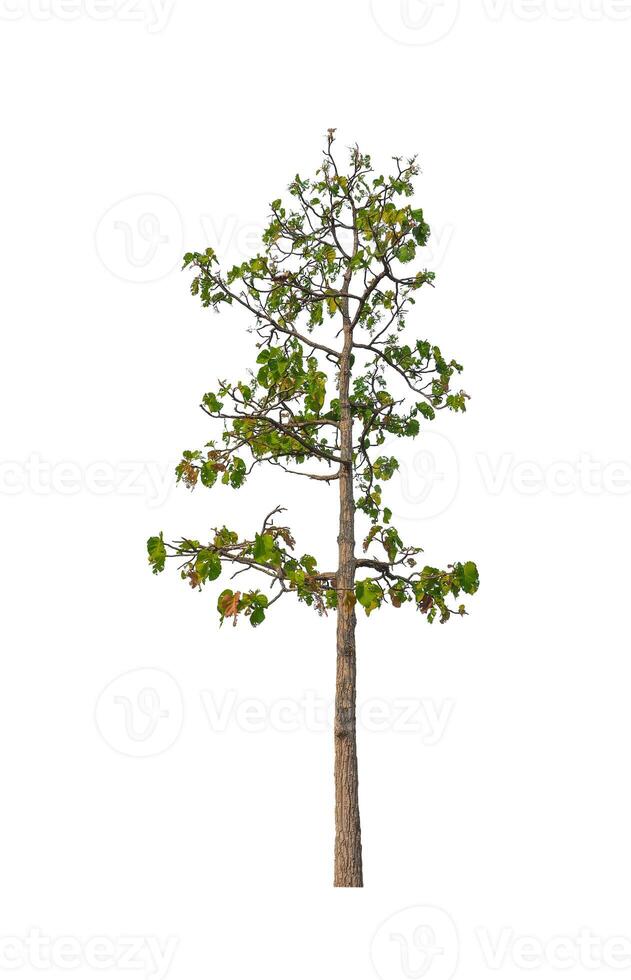 Trees that are isolated on a white background are suitable for both printing and web pages photo