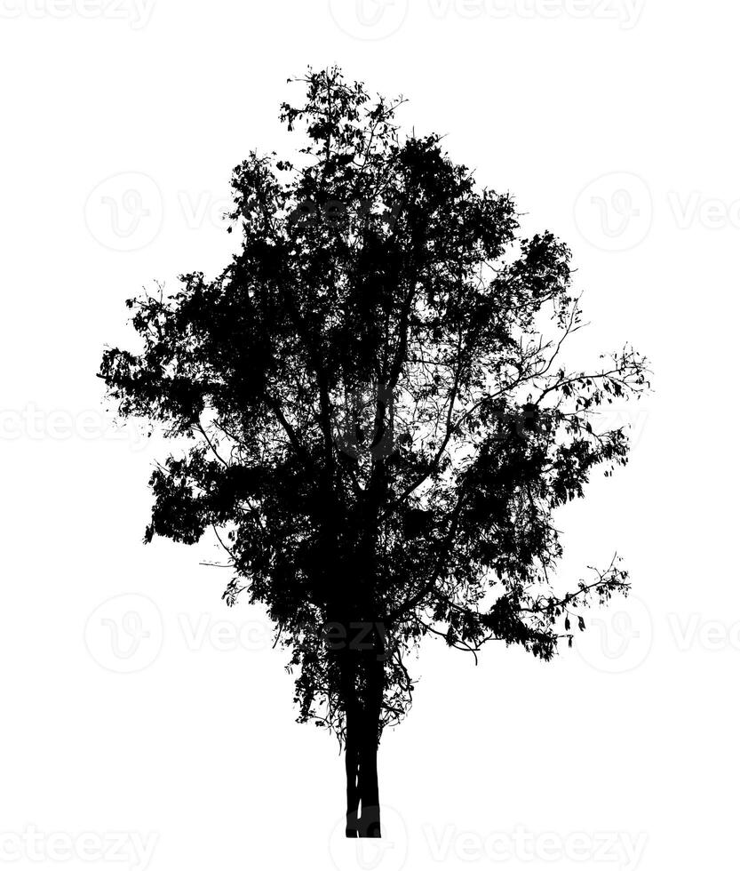 Tree silhouette for brush on white background photo