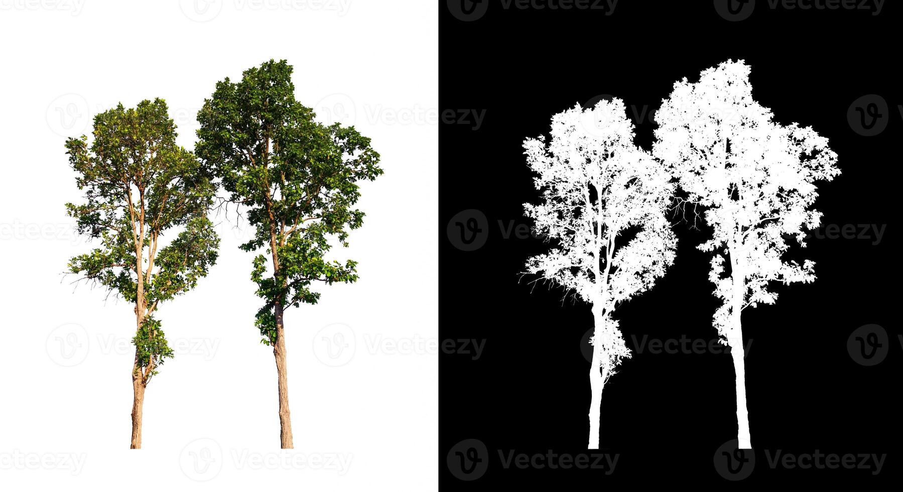 Trees that are isolated on a white background are suitable for both printing and web pages photo