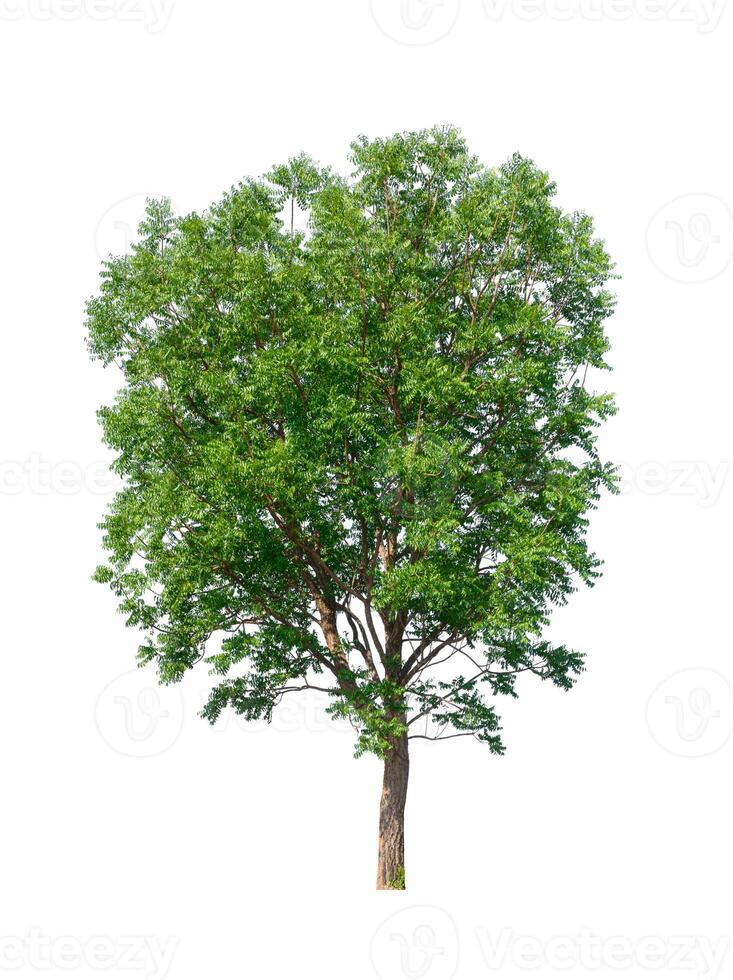 tree on a white background photo